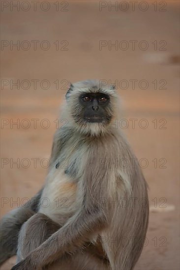 Gray langur