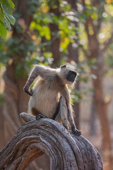 Gray langur