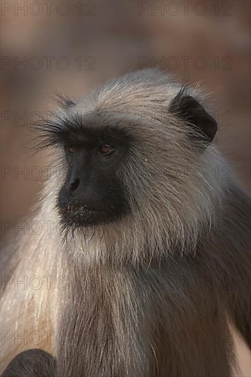 Gray langur