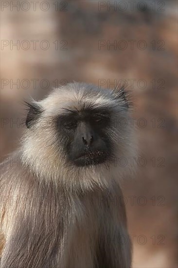 Gray langur