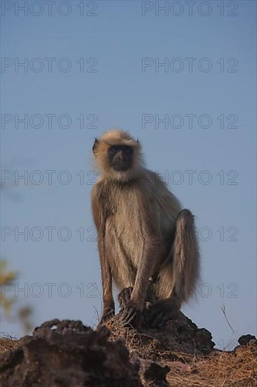 Gray langur