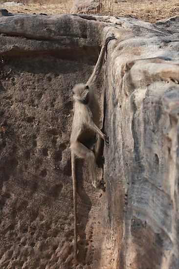 Gray langur