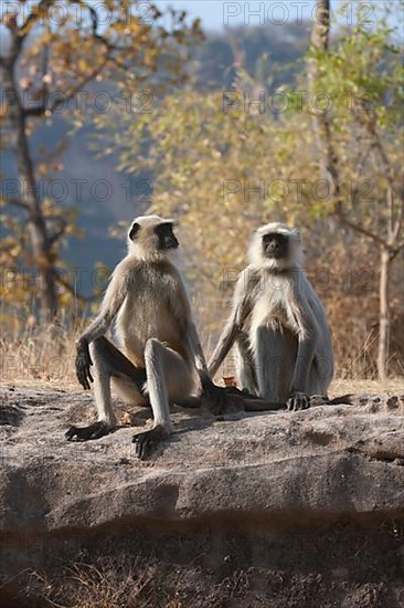 Gray langur