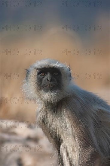 Gray langur