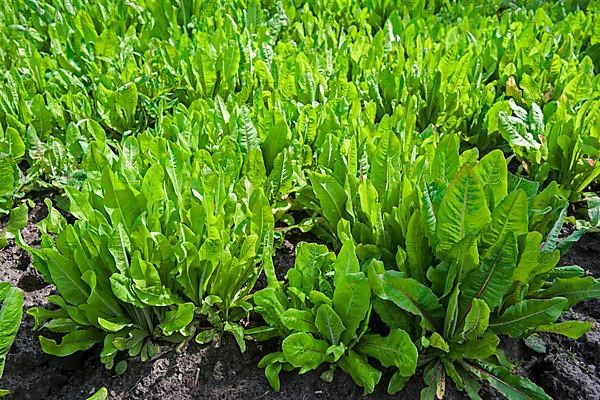 Common chicory