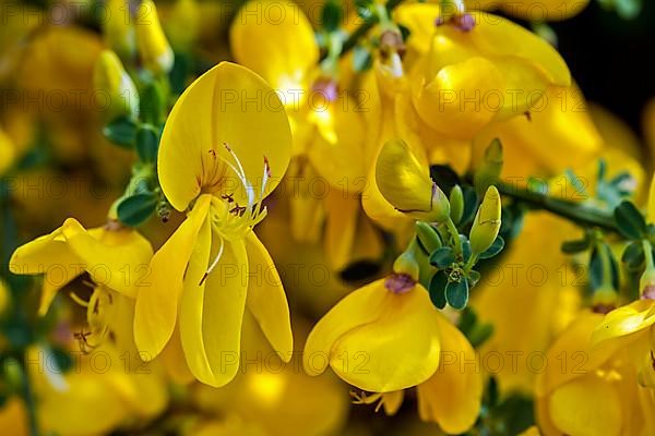 Common broom