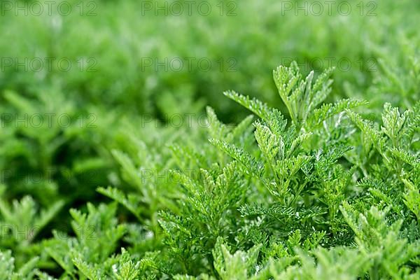 Sea wormwood