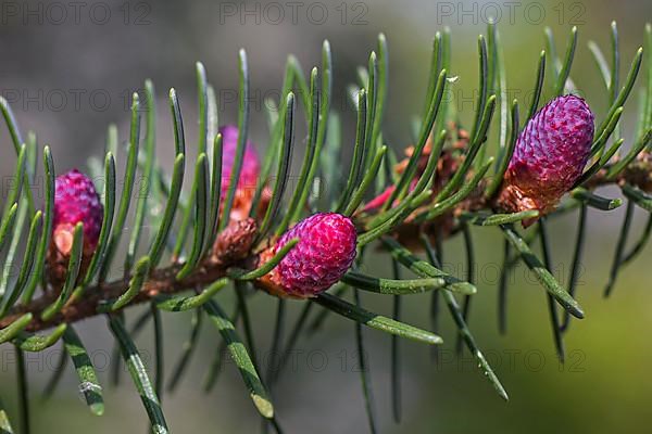 European european silver fir