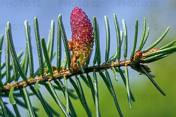 European european silver fir