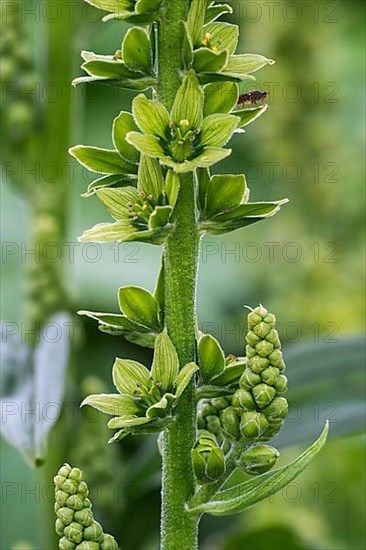 White false helleborne