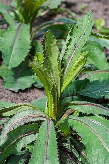 Wild Lettuce