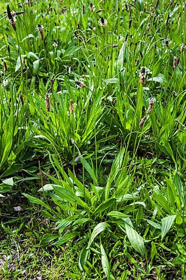 Ribwort plantain