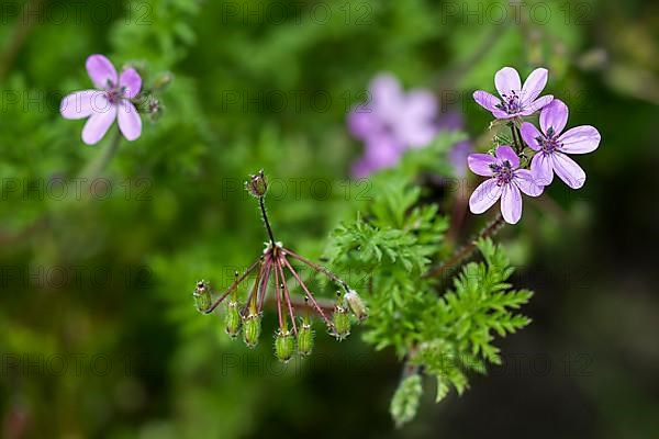 Geranium cicutarium