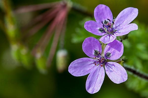 Geranium cicutarium