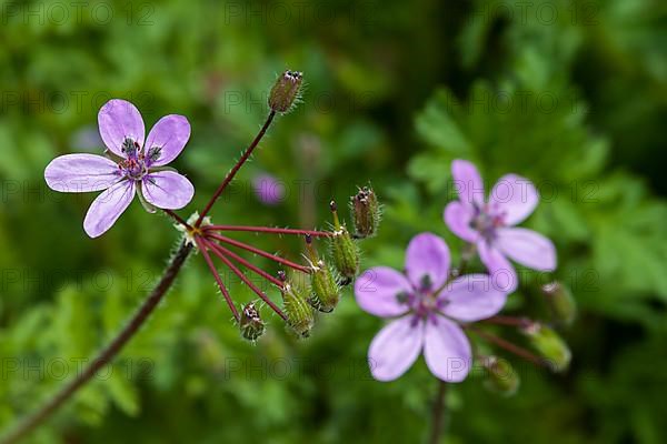 Geranium cicutarium