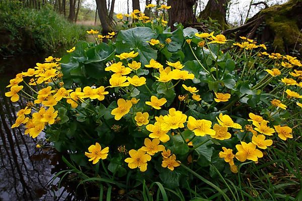 Marsh marigold