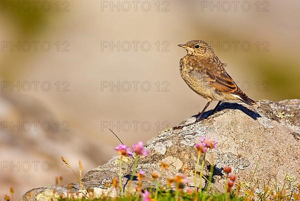 Northern Wheatear