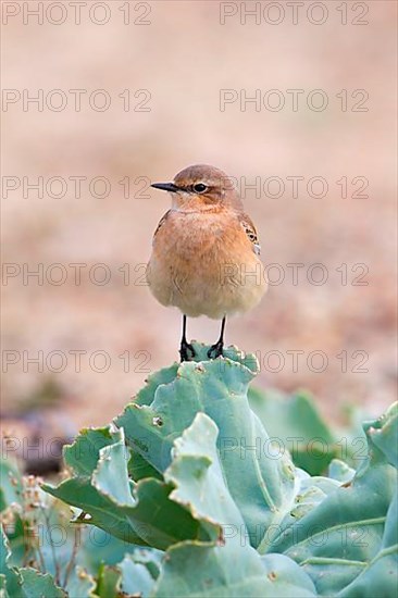 Northern wheatear