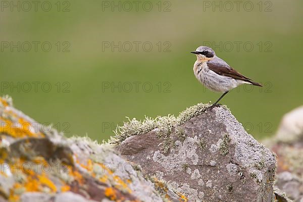 Northern northern wheatear