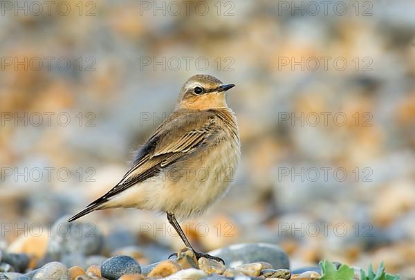 Northern wheatear