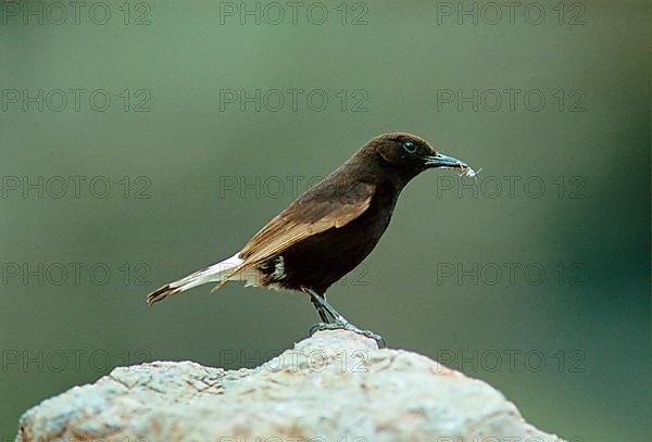 Black Wheatear