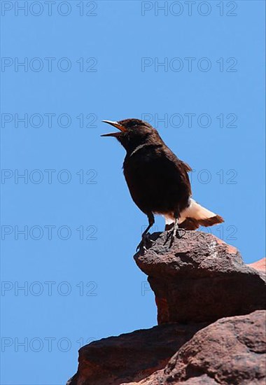 Black Wheatear