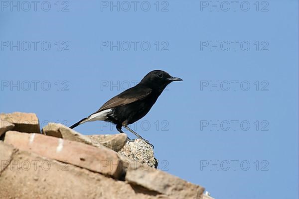 Black Wheatear