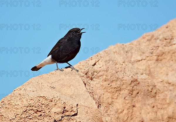 Black Wheatear