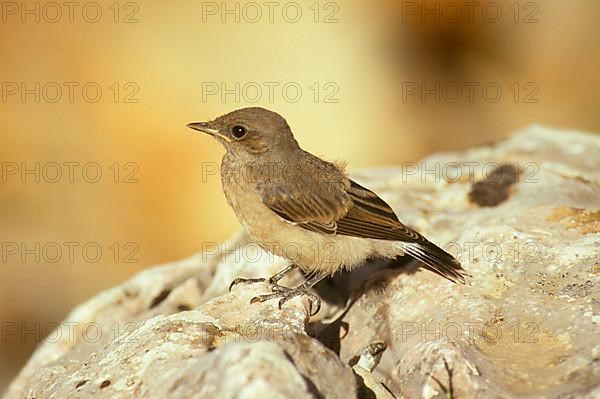 Red-tailed wheatear