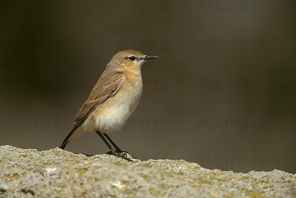 Isabelline Wheatear