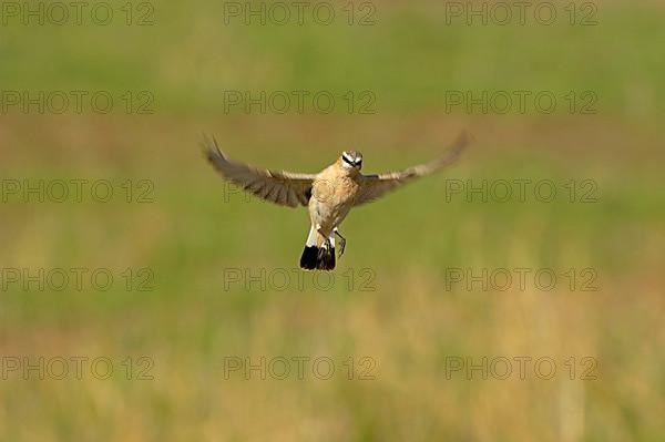 Isabelline Wheatear