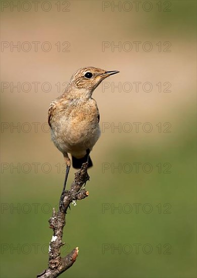 Isabelline Wheatear