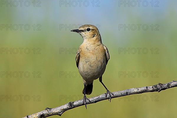 Isabelline Wheatear