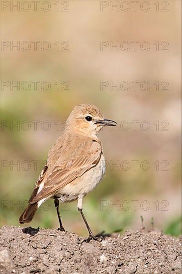 Isabelline Wheatear