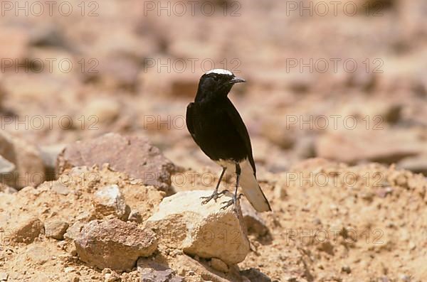 White-crowned wheatear