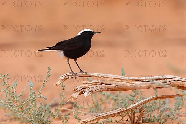 Mediterranean Wheatear