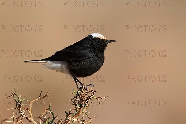 Adult white-crowned wheatear