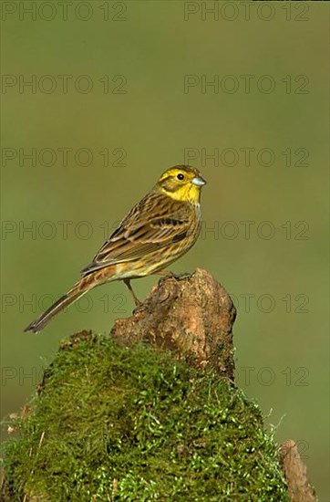 Yellowhammer