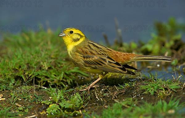 Yellowhammer