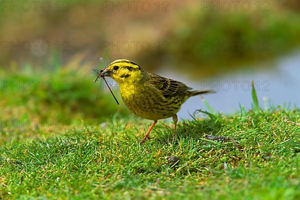 Yellowhammer