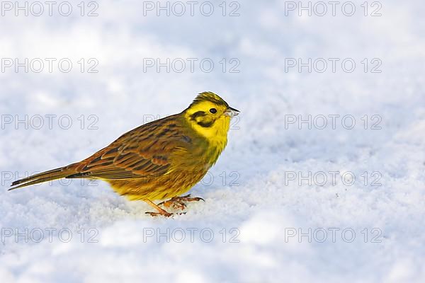 Yellowhammer