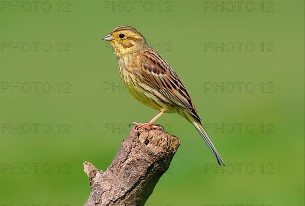 Yellowhammer