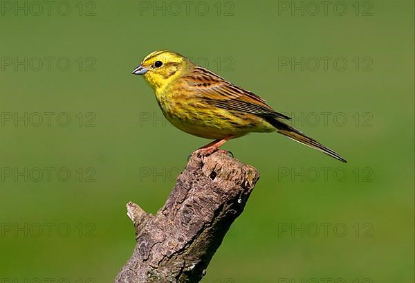 Yellowhammer