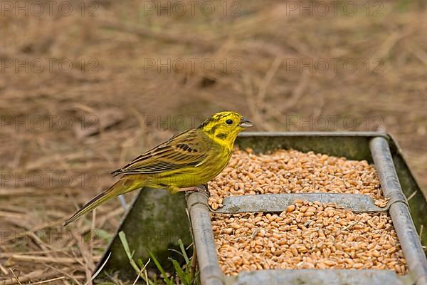 Yellowhammer