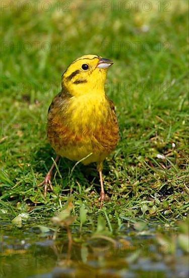 Yellowhammer