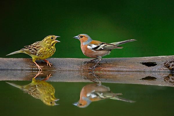 Yellowhammer