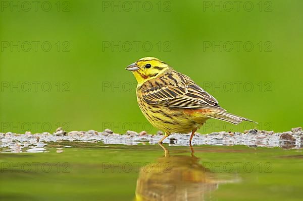 Yellowhammer