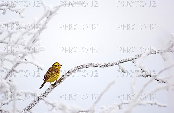 Yellowhammer