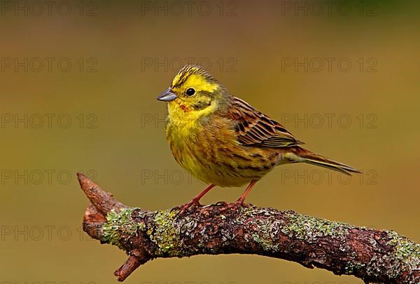 Yellowhammer