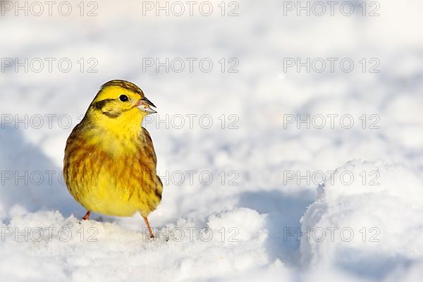 Yellowhammer